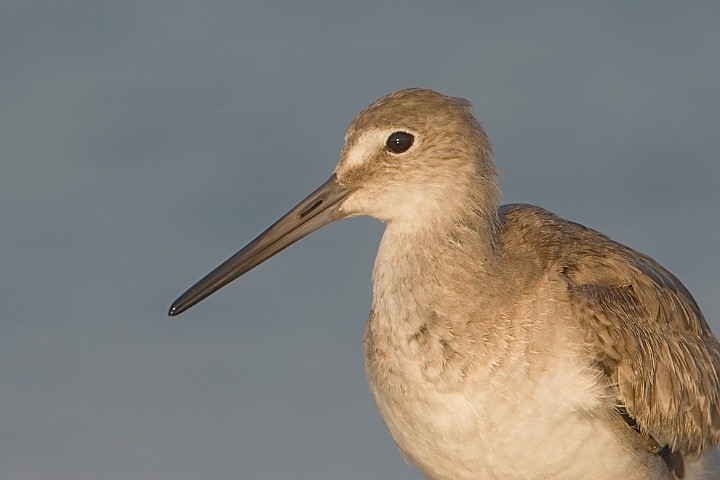 Schlammtreter Catoptrophorus semipalmatus Willet
